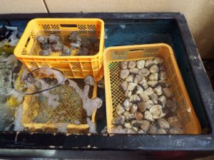 DSCF7704_JALAN_170419