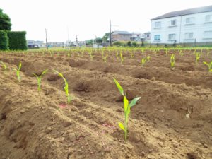 DSCF7865_JALAN_170529