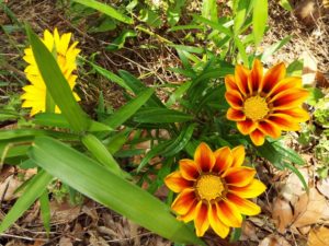 DSCF7883_JALAN_170605_JALAN_170614