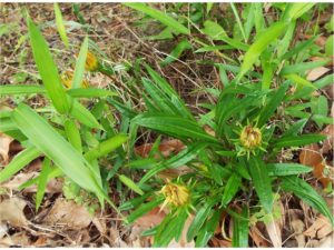 DSCF7898_JALAN_170606_JALAN_170614